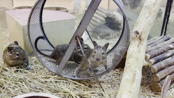 Rodents Running Inside of Silver Pet Wheel, Nature Stock Footage ft ...