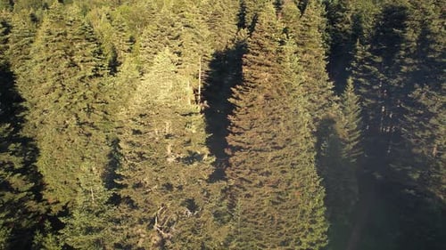 Aerial View of Dense Green Coniferous Forest