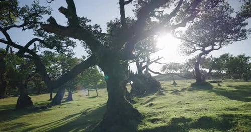 Enchanting Fanal Forest in Madeira
