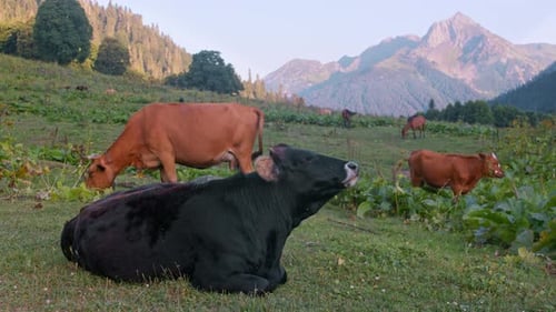 A Big Black Cow Enjoys the Mountain Air