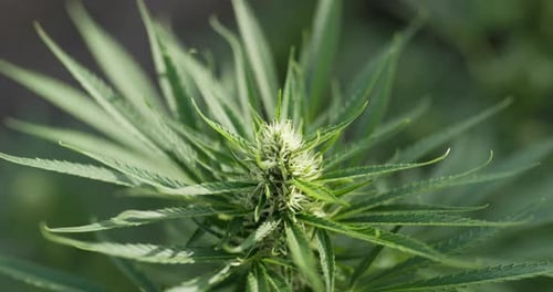 Close up view leave of cannabis or Marijuana moving with wind