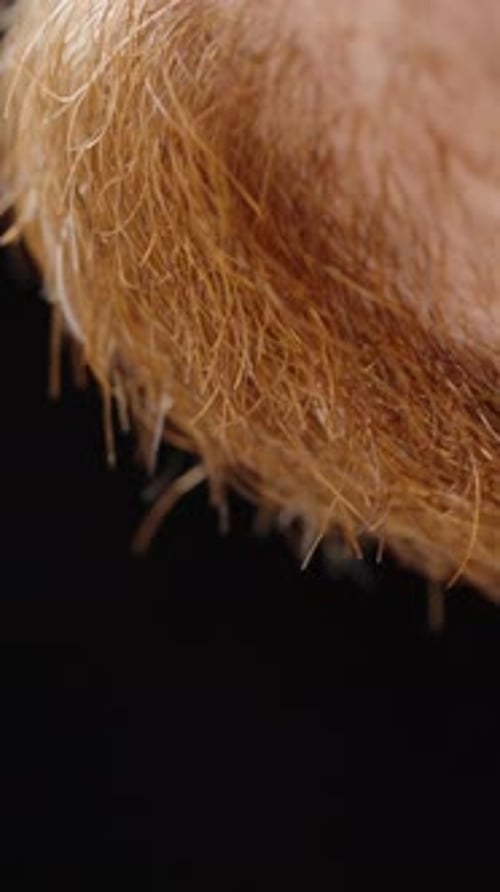 A Man Scratching His Red Beard with His Hand. Close-Up on a Black Background.