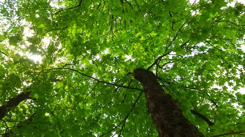 Sun Beam in the Green Spring Forest
