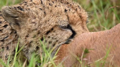 Cheetah Feeding on Antelope in the Savannah