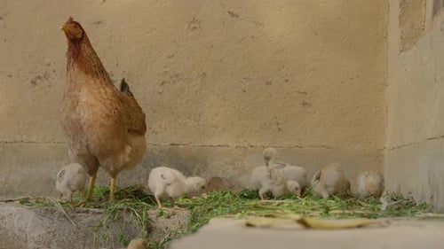 chicken and chicks