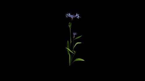 Bleuet se balançant dans le vent du printemps et de l'été, animation réaliste