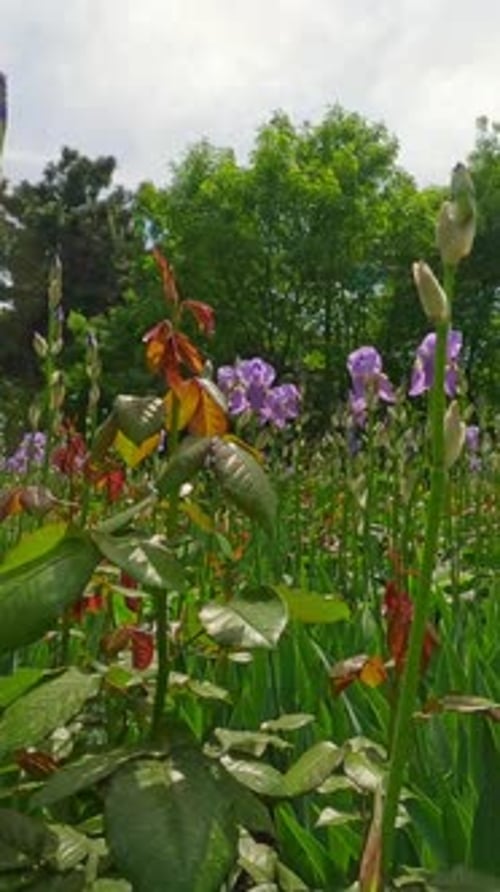 Camera moves forward through blooming Iris flowers, Backlight