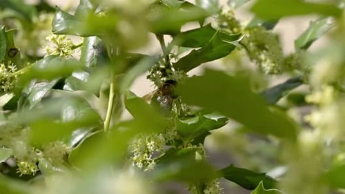 Hummeln wie die Zimmermannsbiene sammelt Pollen von winzigen, gebündelten Blüten