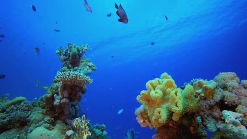 Colourful Coral Reef Scene