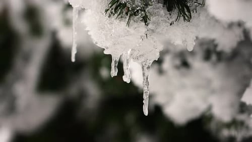 Close up of frozen fir needles, snow and ice layer cover tree branch