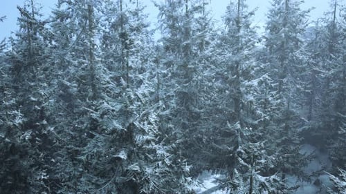 A Winter Wonderland in a Snowy Forest