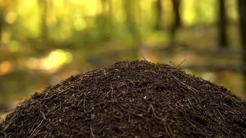 Anthill In The Autumn Forest