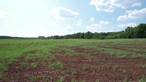 Farm Field With Small Sprouts