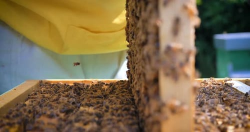 Der Imker kümmert sich in einer schützenden Imkerbestie um Bienen, Honigwaben, viel Honig. Con
