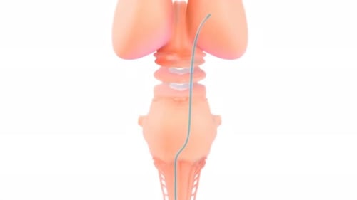 Animated Brain Anatomy and Cannabinoid Receptors Illustrating Analgesic Effect