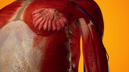 Detailed Close-Up of Human Muscle Anatomy