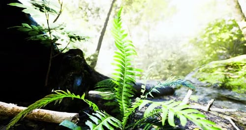 Lush Greenery and Vibrant Ferns Thrive in the Tranquil Forest Sunlight