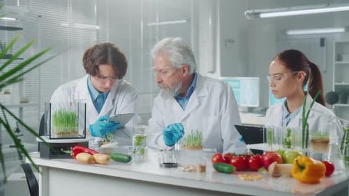 Elderly Male Scientist Examines Green Wheat Sprouts
