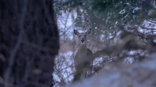 Deer Standing in Snowy Winter Forest
