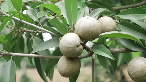 Natures bounty A tree laden with sweet sapota fruit
