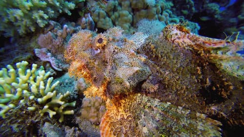 Scorpion Fish Tropical
