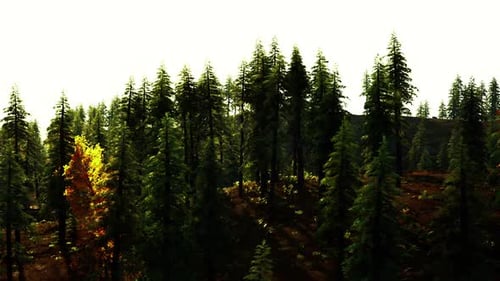 Lush Green Forest with Sunlight Filtering Through Trees During Autumn