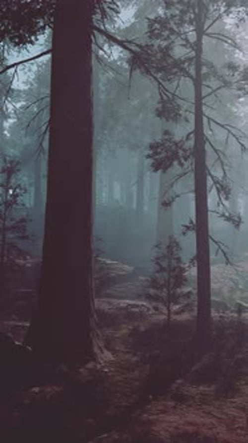 A Forest Filled with Lots of Tall Trees