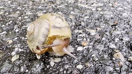 land snail slow movements along roadway