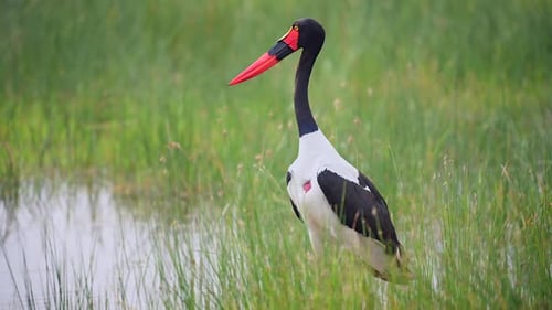 Saddle-Billed Stork in African Wetlands Colorful Wading Bird Wildlife Footage in Natural Habitat