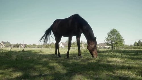 A brown country horse grazes in a shady pasture surrounded by an electric fence.