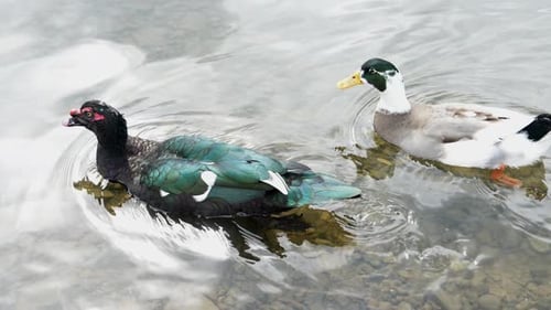 Two Ducks Swimming At Shallow Waters. Medium Shot
