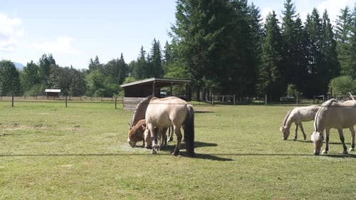 Corral with mares and horses eating grass. There is an electrified fence. Nice farm in the middle of