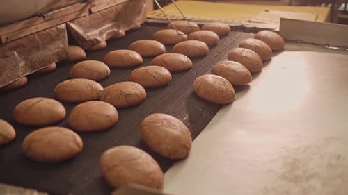 Loaves of bread on a production line in a bakery. Fragrant bread with a ruddy golden crust.