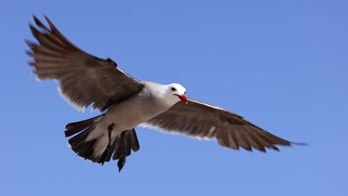 Seagull flying in slow motion at the beach