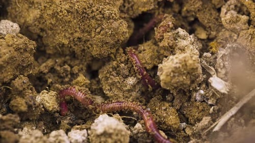 Earth worms digging around in dirt, wriggling