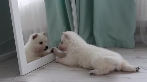 Fluffy White Puppy Touches Mirror with its Nose