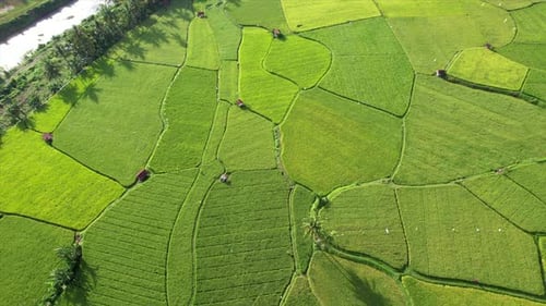 Sumbawa Rice Fields