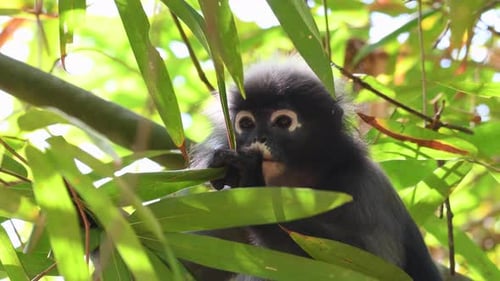 Dusky Leaf Monkey, Trachypithecus obscurus; confiante e animado comendo as pontas mais macias do bambu