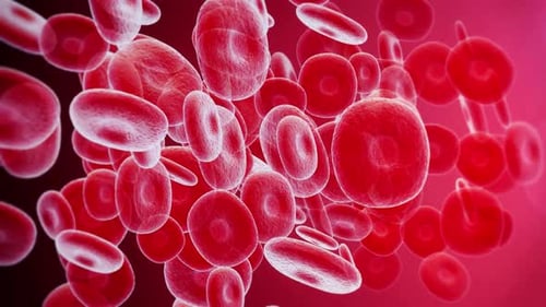 Animated Red Blood Cells Flowing in Microscopic Medical Background