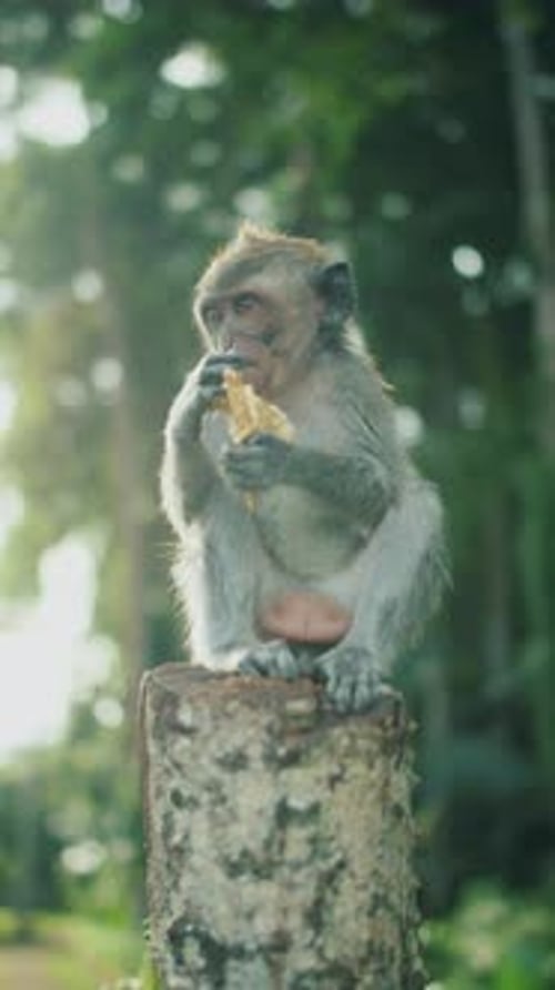 Singe assis sur une souche d'arbre mangeant de la peau de banane