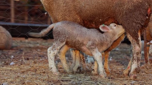 Mittlere Nahaufnahme von Mutterschafen, die sich entfernen, wenn Lämmer versuchen, Milch in einem Gehege auf dem Bauernhof zu trinken