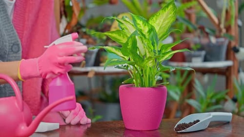 Woman Spraying Potted Plant Indoors