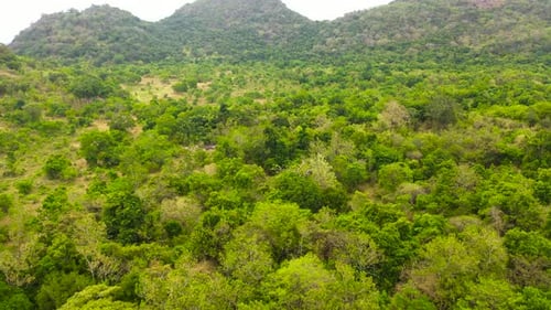 Aerial View of Green Forest Landscape