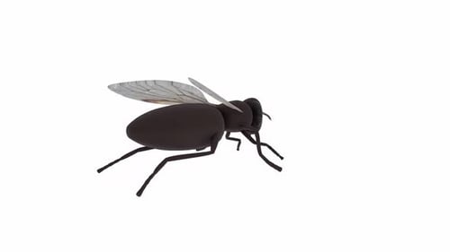 Animated 3D Fly Walking and Flapping Wings on White Background