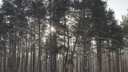 Beautiful Snowy White Forest In Winter Frosty Day