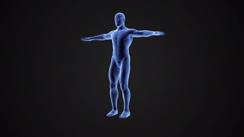 animated design element 3d human body