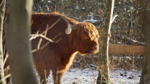 Furry highland cow bull standing in winter forest and ruminating.