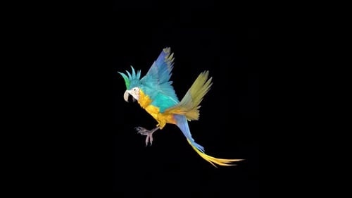 Vibrant Flying Macaw Parrot Loop Animation