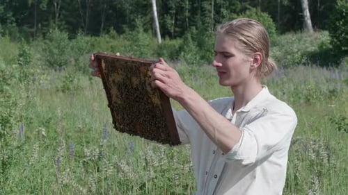 Männlicher Imker holt Bienenkamm aus dem Bienenstock und kontrolliert die Wiese