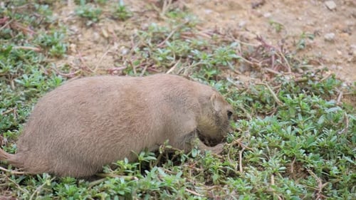 A Brown Marmot Eats Grass Rear View
